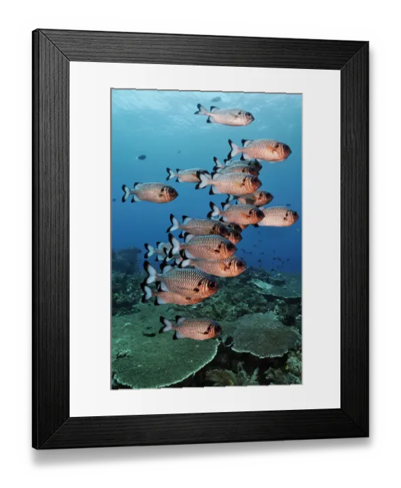 Framed Print : Shadowfin soldierfish (Myripristis adusta) schooling over coral reef. Dampier Strait Framed Print : Shadowfin soldierfish (Myripristis adusta) schooling over coral reef. Dampier Strait