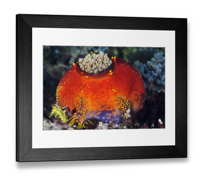 Framed Print : Sea cucumber / Sea apple (Pseudocolochirus violaceus) Rinca, Komodo National Park, Indonesia Framed Print : Sea cucumber / Sea apple (Pseudocolochirus violaceus) Rinca, Komodo National Park, Indonesia