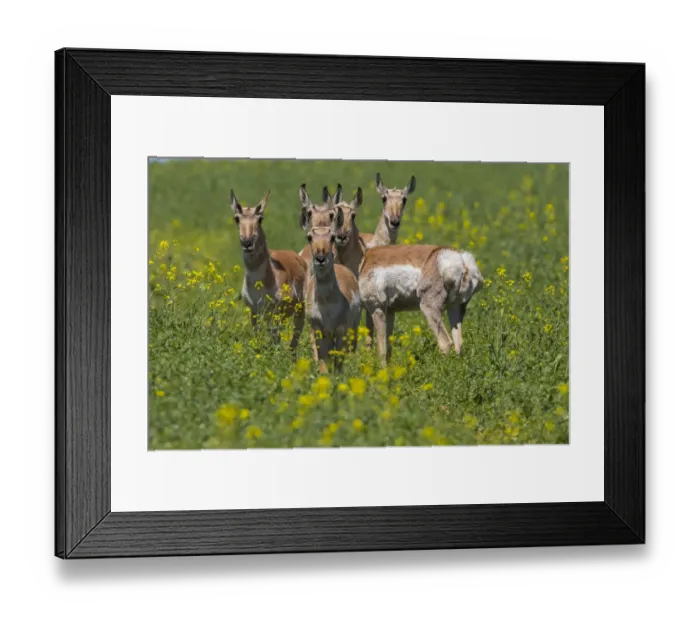 Framed Print : Pronghorn antelope (Antilocapra americana) females, Saskatchewan, Canada Framed Print : Pronghorn antelope (Antilocapra americana) females, Saskatchewan, Canada