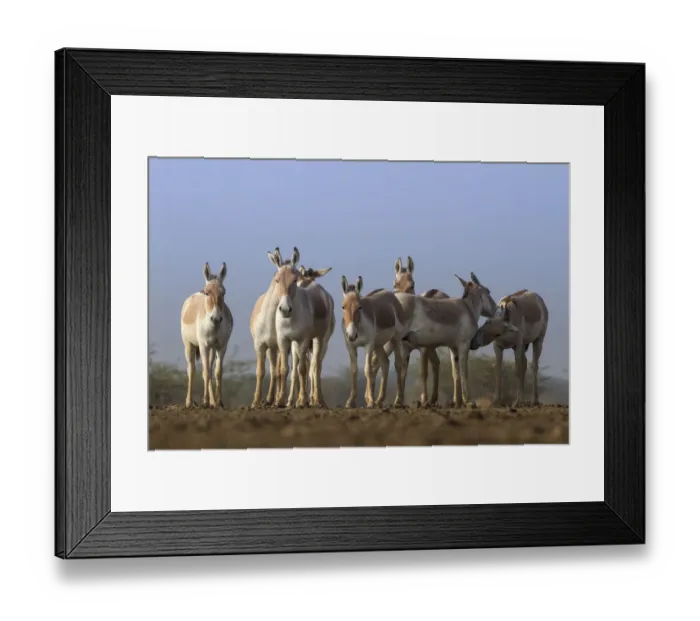 Framed Print : Indian wild ass (Equus hemionus khur), group standing together, Little Rann of Kutch Framed Print : Indian wild ass (Equus hemionus khur), group standing together, Little Rann of Kutch