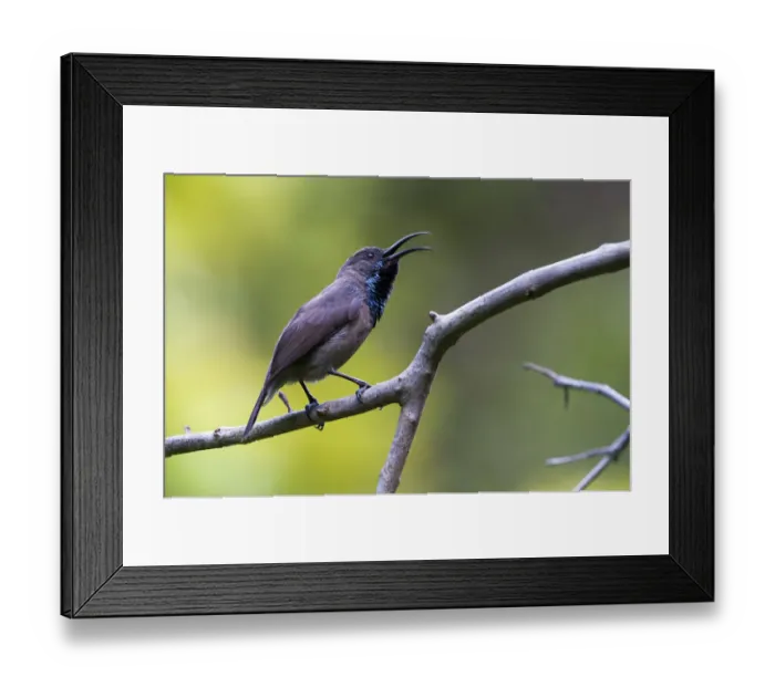 Framed Print : Seychelles Sunbird (Cinnyris dussumieri), adult male singing, Praslin Island, Republic Framed Print : Seychelles Sunbird (Cinnyris dussumieri), adult male singing, Praslin Island, Republic