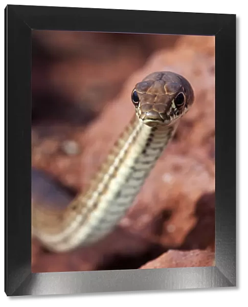 Clarion Island Whip Snake (Masticophis anthonyi), IUCN Critically Endangered, Clarion Island