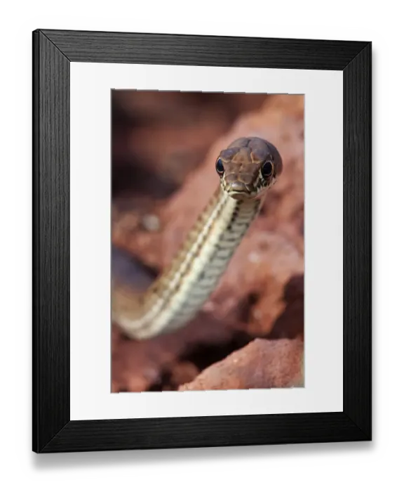 Framed Print : Clarion Island Whip Snake (Masticophis anthonyi), IUCN Critically Endangered, Clarion Island Framed Print : Clarion Island Whip Snake (Masticophis anthonyi), IUCN Critically Endangered, Clarion Island