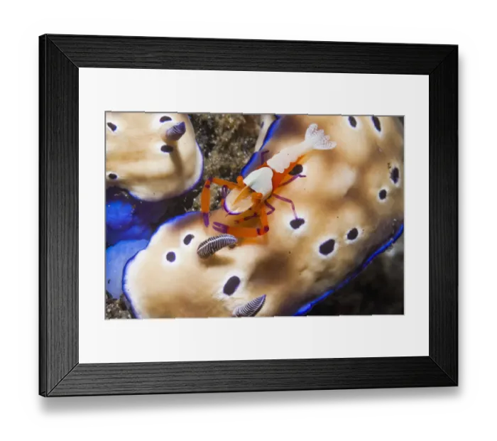 Framed Print : Commensal emperor shrimp (Periclimenes imperator) hitching a ride on a Nudibranch (Risbecia tryoni) Framed Print : Commensal emperor shrimp (Periclimenes imperator) hitching a ride on a Nudibranch (Risbecia tryoni)