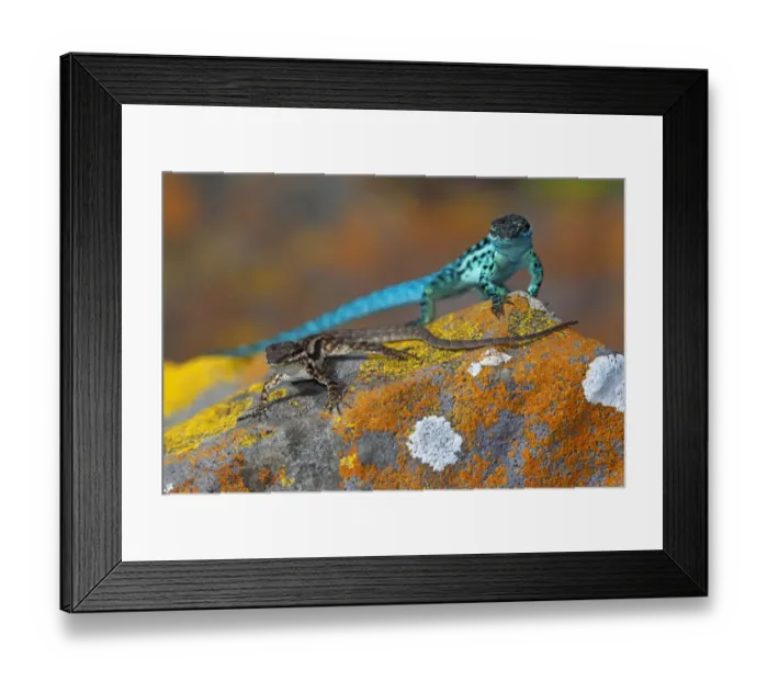 Framed Print : Clarion Lizard (Urosaurus clarionensis) displaying, IUCN Vulnerable, Clarion Island Framed Print : Clarion Lizard (Urosaurus clarionensis) displaying, IUCN Vulnerable, Clarion Island