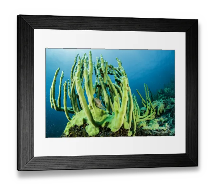 Framed Print : Young Stone sculpin (Paracottus knerii), on endemic sponge (Lubomirskia baicalensis) Framed Print : Young Stone sculpin (Paracottus knerii), on endemic sponge (Lubomirskia baicalensis)