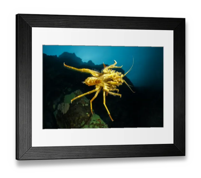 Framed Print : Freshwater isopod, Amphipod gammarus (Acanthogammarus victorii) swimming, Lake Baikal Framed Print : Freshwater isopod, Amphipod gammarus (Acanthogammarus victorii) swimming, Lake Baikal