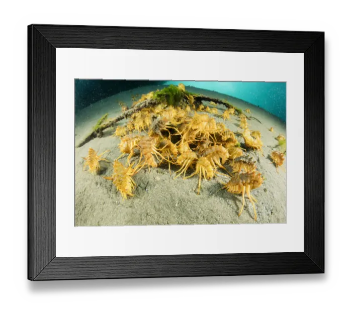 Framed Print : Freshwater isopods (Acanthogammarus victorii) feeding on seabed, Lake Baikal, Siberia, Russia Framed Print : Freshwater isopods (Acanthogammarus victorii) feeding on seabed, Lake Baikal, Siberia, Russia