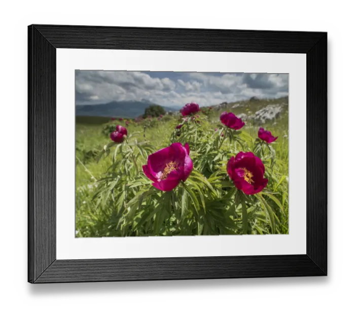 Framed Print : Peony (Paeonia officinalis) Mt Vettore, Umbria, Italy, June Framed Print : Peony (Paeonia officinalis) Mt Vettore, Umbria, Italy, June
