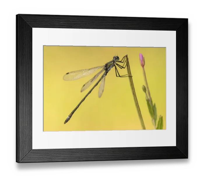 Framed Print : Emerald damselfly (Lestes sponsa), female resting, Broxwater, Cornwall, UK. August Framed Print : Emerald damselfly (Lestes sponsa), female resting, Broxwater, Cornwall, UK. August
