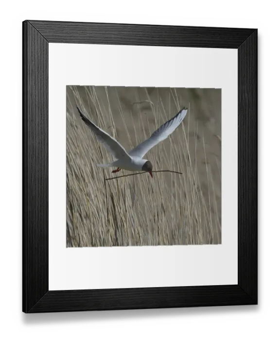 Framed Print : Black-headed gull (Chroicocephalus ridibundus) carrying nesting material, Brenne Framed Print : Black-headed gull (Chroicocephalus ridibundus) carrying nesting material, Brenne