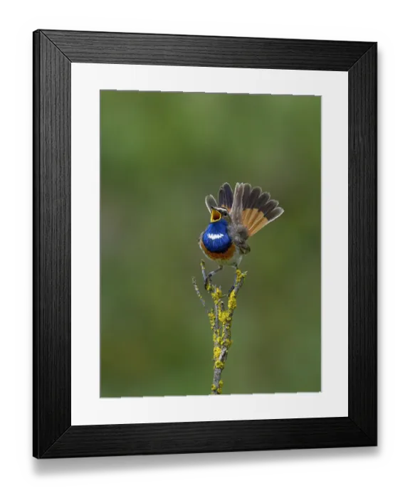 Framed Print : Bluethroat (Luscinia svecica) singing on a branch Vendee, France, May Framed Print : Bluethroat (Luscinia svecica) singing on a branch Vendee, France, May