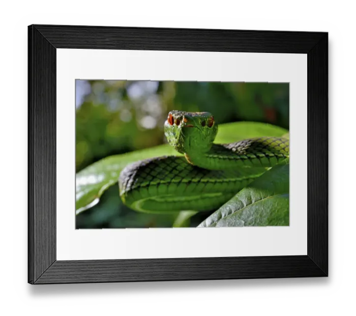 Framed Print : Sabah pit viper (Trimeresurus sabahi) portrait, Siberut island. West Sumatra Framed Print : Sabah pit viper (Trimeresurus sabahi) portrait, Siberut island. West Sumatra