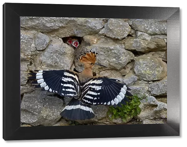Eurasian hoopoe (Upupa epops) at nest in stone wall with hungry chicks gaping, Vendee