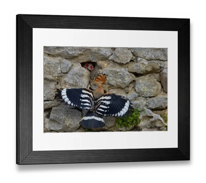 Framed Print : Eurasian hoopoe (Upupa epops) at nest in stone wall with hungry chicks gaping, Vendee Framed Print : Eurasian hoopoe (Upupa epops) at nest in stone wall with hungry chicks gaping, Vendee