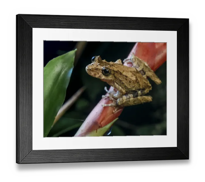 Framed Print : Treefrog (Scinax littoralis) standing on bromeliad stalk, Tapirai, Sao Paulo, Atlantic Framed Print : Treefrog (Scinax littoralis) standing on bromeliad stalk, Tapirai, Sao Paulo, Atlantic