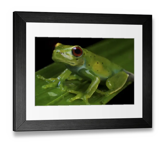 Framed Print : Canebreak treefrog (Aplastodiscus sp) Guainumbi Private Reserve, Sao Paulo, Atlantic