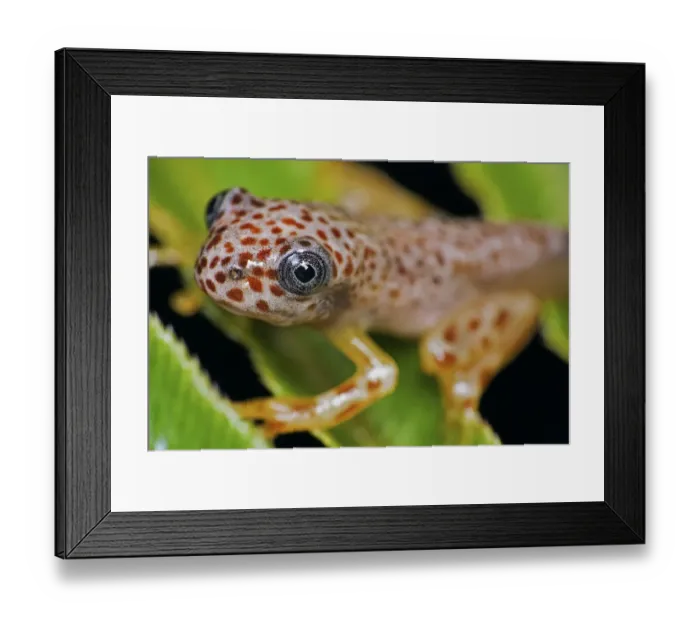 Framed Print : Treefrog (Hypsiboas pardalis) Guainumbi Private Reserve, Sao Paulo, Atlantic Forest Framed Print : Treefrog (Hypsiboas pardalis) Guainumbi Private Reserve, Sao Paulo, Atlantic Forest
