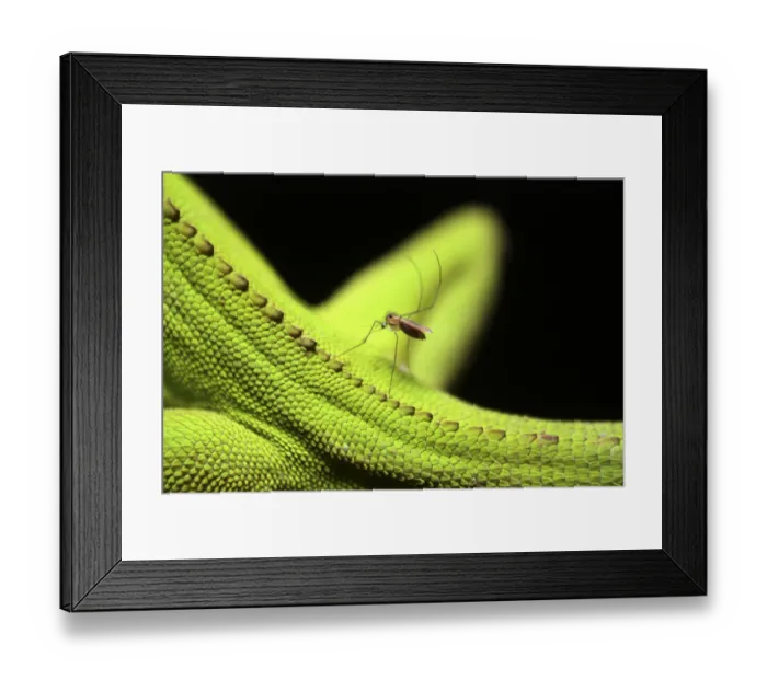 Framed Print : Mosquito biting a Enyalius lizard, Parque do Zizo Private Reserve, Sao Paulo, Atlantic Framed Print : Mosquito biting a Enyalius lizard, Parque do Zizo Private Reserve, Sao Paulo, Atlantic