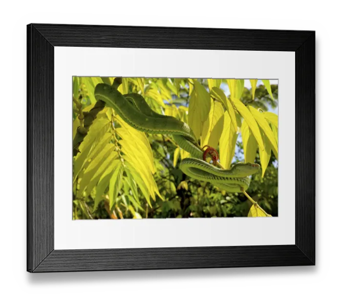 Framed Print : Hagens pit viper (Trimeresurus hageni) in tree, Sumatra Framed Print : Hagens pit viper (Trimeresurus hageni) in tree, Sumatra