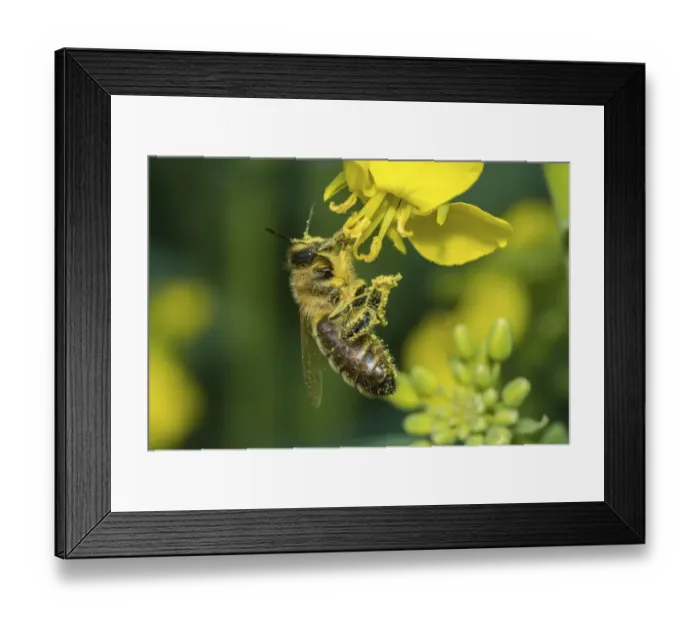 Framed Print : European honey bee (Apis mellifera) feeding on Oilseed rape / Rapeseed (Brassica napus) flowers Framed Print : European honey bee (Apis mellifera) feeding on Oilseed rape / Rapeseed (Brassica napus) flowers