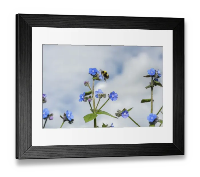 Framed Print : Early bumblebee (Bombus pratorum) feeding on Green alkanet (Pentaglottis sempervirens) Framed Print : Early bumblebee (Bombus pratorum) feeding on Green alkanet (Pentaglottis sempervirens)