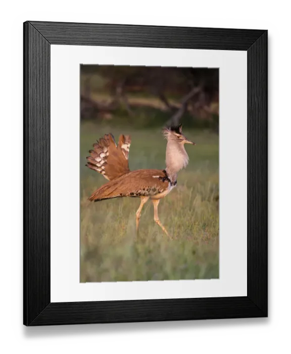Framed Print : Kori bustard (Ardeotis kori) male courtship display, Kgalagadi Transfrontier Park