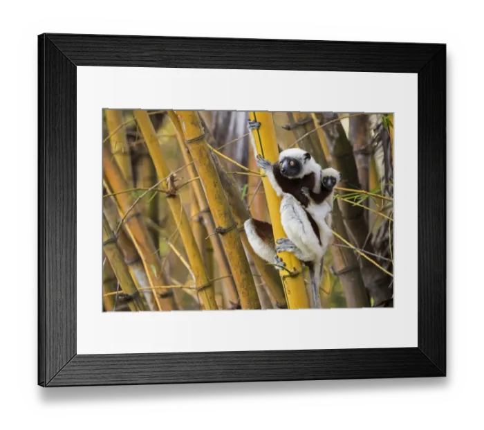 Framed Print : Coquerels sifaka (Propithecus coquereli) female with young on back climbing in bamboo Framed Print : Coquerels sifaka (Propithecus coquereli) female with young on back climbing in bamboo