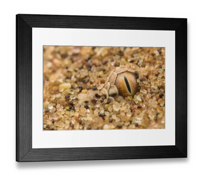 Framed Print : Peringueys desert adder (Bitis peringueyi) camouflaged in desert sand, Namibia Framed Print : Peringueys desert adder (Bitis peringueyi) camouflaged in desert sand, Namibia