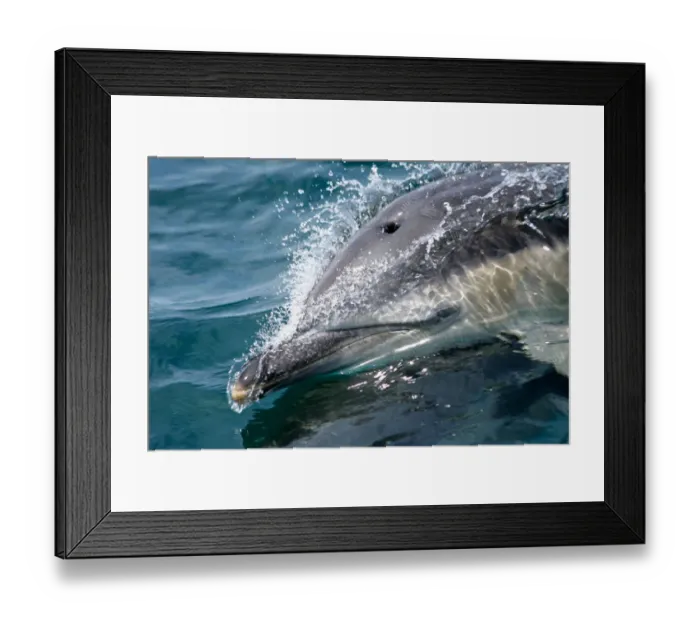 Framed Print : Common dolphin (Delphinus delphis) close up of dolphin surfing at speed, Hebrides, Scotland, UK Framed Print : Common dolphin (Delphinus delphis) close up of dolphin surfing at speed, Hebrides, Scotland, UK