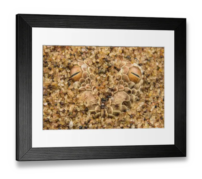 Framed Print : Peringueys desert adder (Bitis peringueyi) hidden in sand, Namibia Framed Print : Peringueys desert adder (Bitis peringueyi) hidden in sand, Namibia