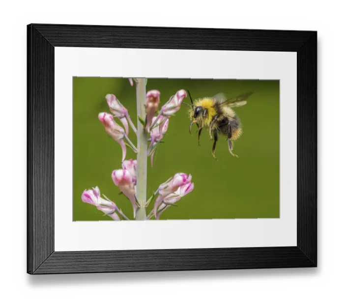 Framed Print : Early bumblebee (Bombus pratorum) flying to feed on Purple toadflax (Linaria purpurea) Framed Print : Early bumblebee (Bombus pratorum) flying to feed on Purple toadflax (Linaria purpurea)