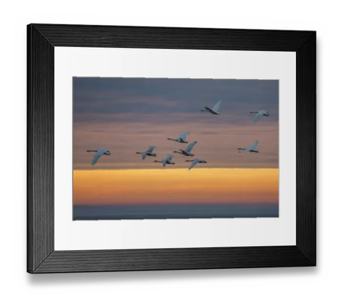 Framed Print : Whooper swans (Cygnus cygnus), flying at sunset, Caerlaverock Wildfowl & Wetland Trust Framed Print : Whooper swans (Cygnus cygnus), flying at sunset, Caerlaverock Wildfowl & Wetland Trust