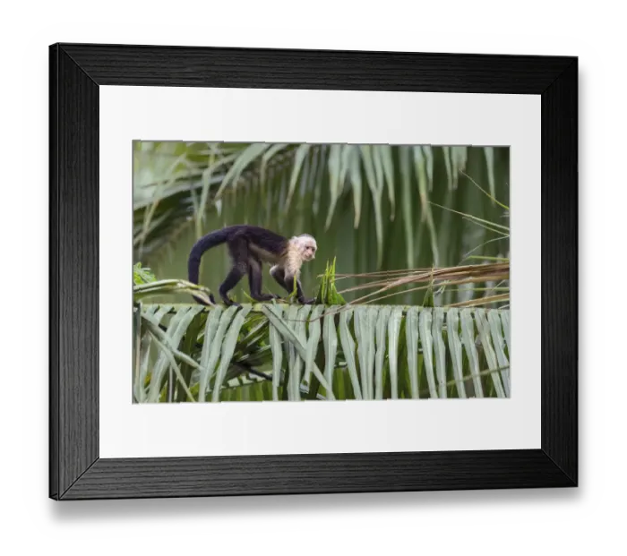 Framed Print : White-headed capuchin (Cebus capucinus) walking on giant palm-tree, Costa Rica Framed Print : White-headed capuchin (Cebus capucinus) walking on giant palm-tree, Costa Rica