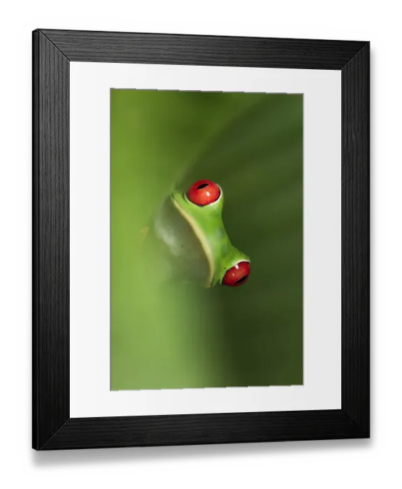 Framed Print : Female Red-eyed Tree Frog (Agalychnis callidryas) - Caribbean slope race (blue flanks) Framed Print : Female Red-eyed Tree Frog (Agalychnis callidryas) - Caribbean slope race (blue flanks)