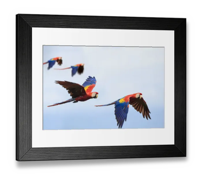 Framed Print : Pairs of Scarlet Macaws (Ara macao) in flight. Osa Peninsula (near Corcovado National Park) Framed Print : Pairs of Scarlet Macaws (Ara macao) in flight. Osa Peninsula (near Corcovado National Park)