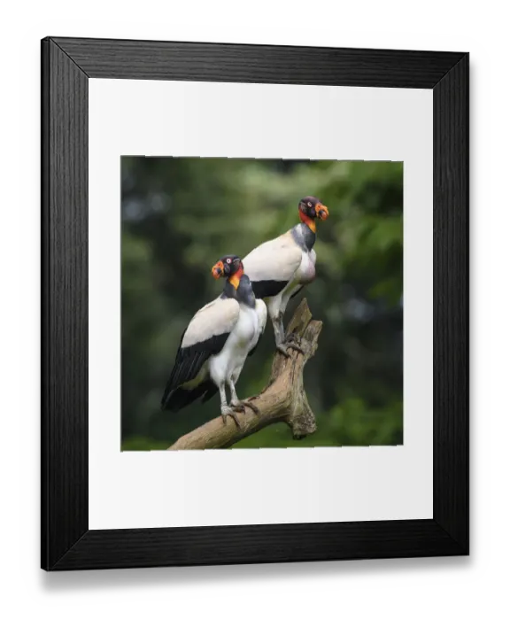Framed Print : Adult King Vulture (Sarcoramphus papa) Laguna del Lagarto, Boca Tapada, Caribbean slope Framed Print : Adult King Vulture (Sarcoramphus papa) Laguna del Lagarto, Boca Tapada, Caribbean slope