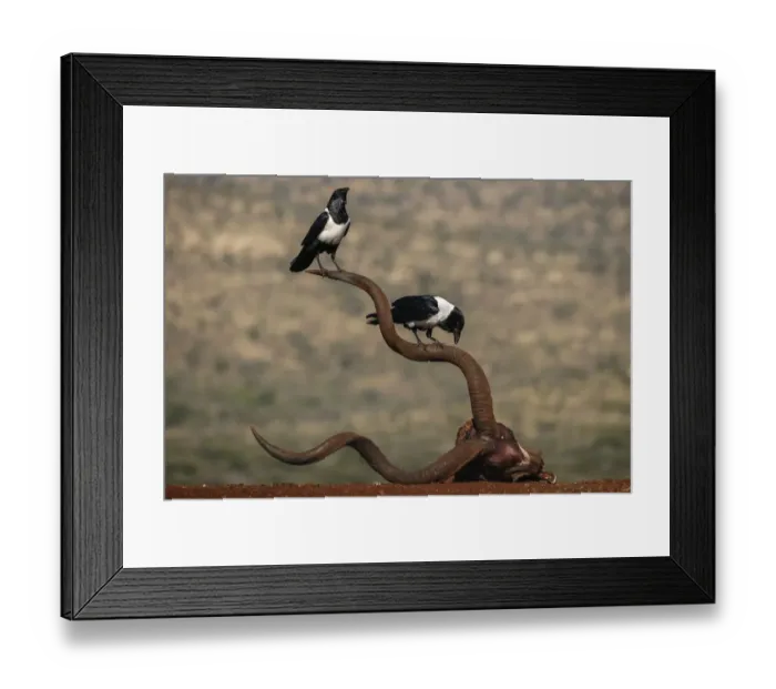 Framed Print : Pied crows (Corvus albus) perched on horns of antelope skull. Zimanga Private Game Reserve Framed Print : Pied crows (Corvus albus) perched on horns of antelope skull. Zimanga Private Game Reserve