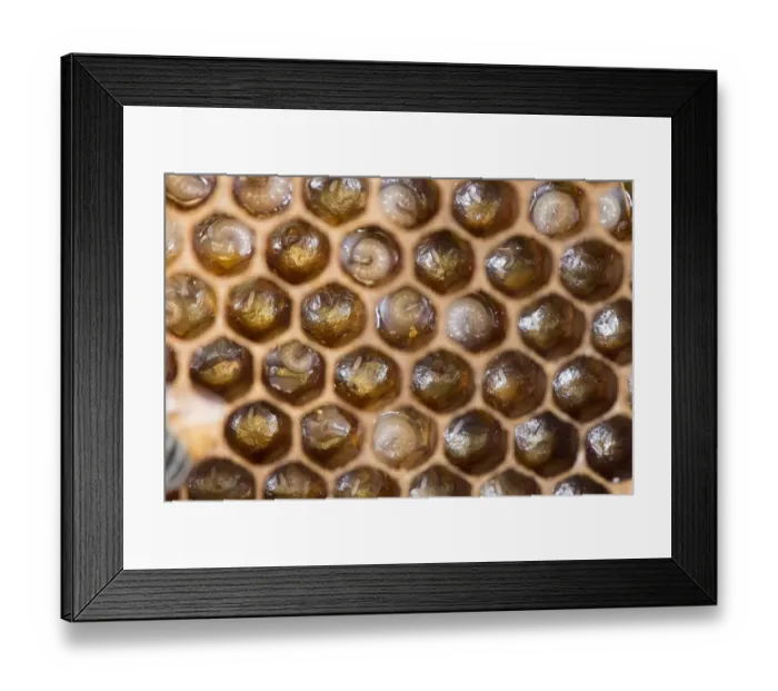 Framed Print : Close up view of Honey Bee comb showing larvae in cells Norfolk, England, June 2017 Framed Print : Close up view of Honey Bee comb showing larvae in cells Norfolk, England, June 2017