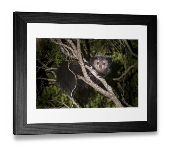 Framed Print : Adult Aye-aye (Daubentonia madagascariensis) active in forest canopy at night. Dry