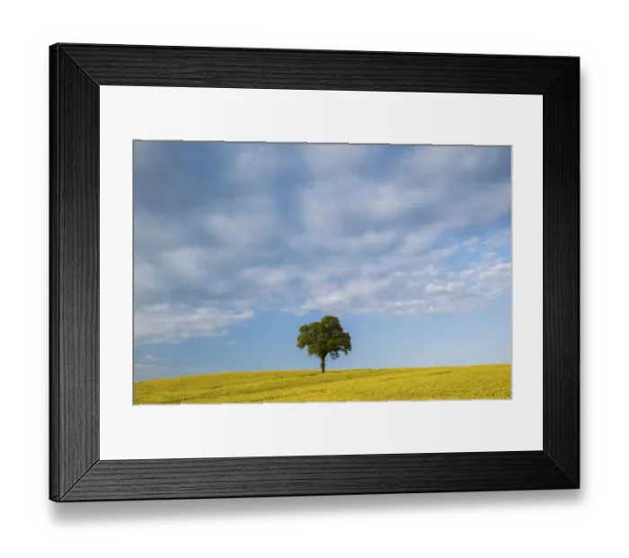 Framed Print : English oak tree (Quercus robur) in field of Oilseed rape / rapeseed (Brassica napus) Framed Print : English oak tree (Quercus robur) in field of Oilseed rape / rapeseed (Brassica napus)