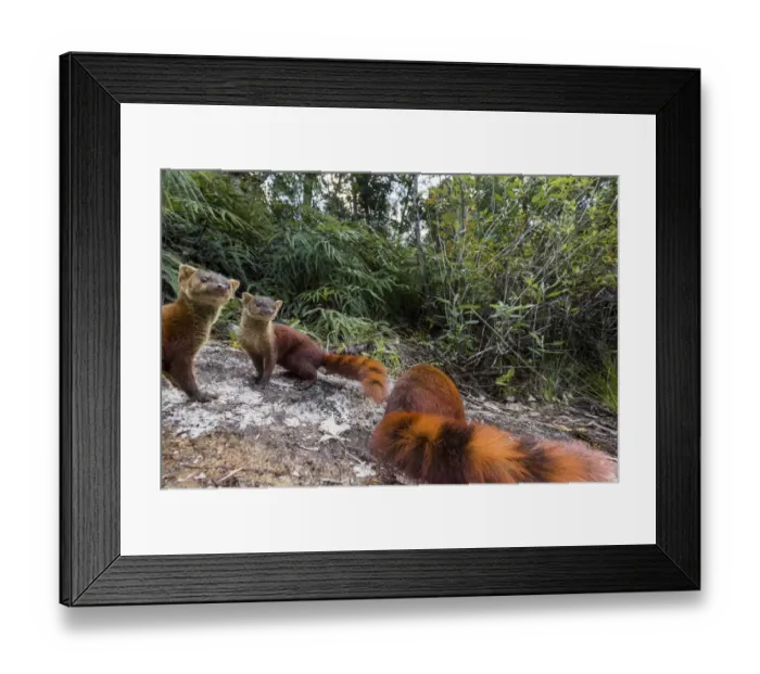 Framed Print : Eastern Ring-tailed Vontsira (Galidia elegans elegans) (endemic family Eupleridae) Framed Print : Eastern Ring-tailed Vontsira (Galidia elegans elegans) (endemic family Eupleridae)