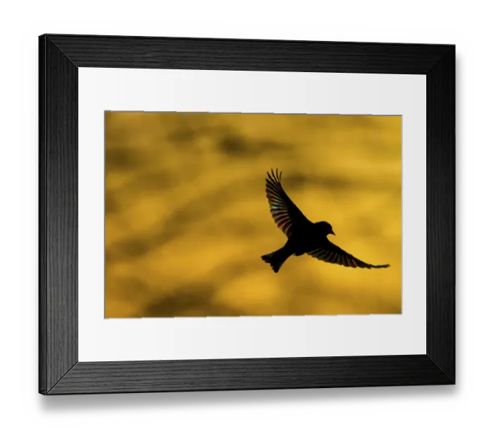 Framed Print : European Greenfinch (Chloris chloris) flying at dawn Framed Print : European Greenfinch (Chloris chloris) flying at dawn