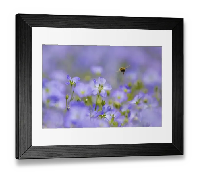 Framed Print : Early bumblebee (Bombus pratorum), visiting flax flowers, (Linum usitatissimum) Framed Print : Early bumblebee (Bombus pratorum), visiting flax flowers, (Linum usitatissimum)
