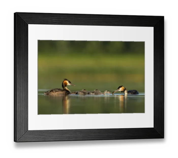 Framed Print : Great crested grebe (Podiceps cristatus) family on water, with adult feeding its young Framed Print : Great crested grebe (Podiceps cristatus) family on water, with adult feeding its young