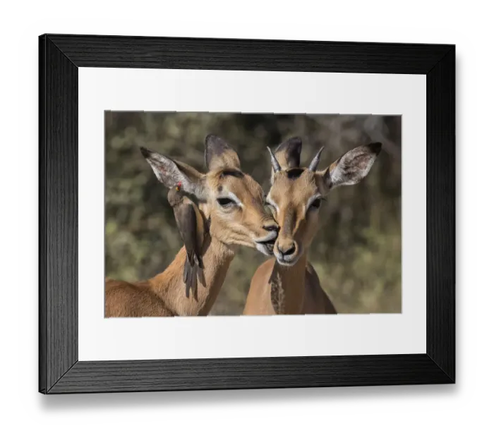 Framed Print : Impala (Aepyceros melampus) with redbilled oxpecker (Buphagus erythrorhynchus), Kruger