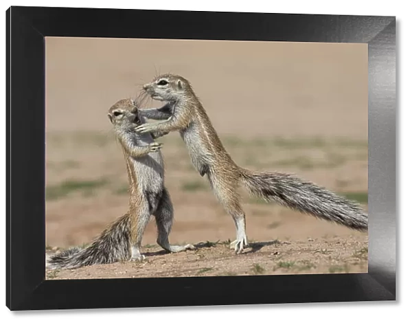 Young ground squirrels (Xerus inauris) fighting, Kgalagadi Transfrontier Park, Northern Cape