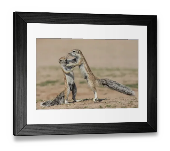 Framed Print : Young ground squirrels (Xerus inauris) fighting, Kgalagadi Transfrontier Park, Northern Cape Framed Print : Young ground squirrels (Xerus inauris) fighting, Kgalagadi Transfrontier Park, Northern Cape