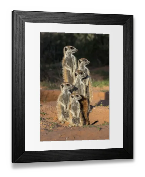 Framed Print : Meerkats (Suricata suricatta), Kgalagadi Transfrontier Park, Northern Cape, South Africa, January Framed Print : Meerkats (Suricata suricatta), Kgalagadi Transfrontier Park, Northern Cape, South Africa, January