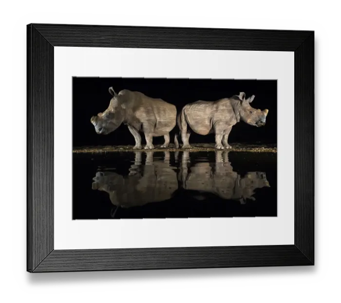 Framed Print : White rhino (Ceratotherium simum) at waterhole at night, Zimanga Private Game Reserve Framed Print : White rhino (Ceratotherium simum) at waterhole at night, Zimanga Private Game Reserve